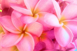 beautiful-pink-plumeria-flowers-background_49758-702