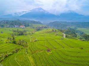 indonesia-rice-fields-island-bali-after-rain-mountains-fog-background-aerial-view_356860-203